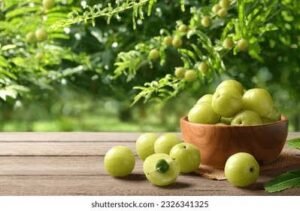 नई दिल्ली10सितम्बर25*यूपीआजतक न्यूज़ चैनल पर.देखिए *🏵️आंवला के फायदे-उपयोग🏵️*