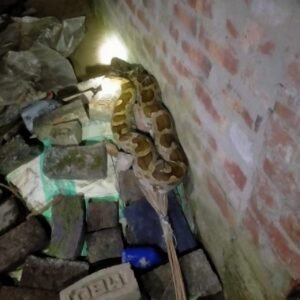 प्रतापगढ15अक्टूबर 25*प्रतापगढ़ के कंधई थाना अंतर्गत कांपा मधुपुर गांव में निकला अजगर।