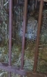 लखीमपुर18अक्टूबर 25*तिकुनियां क्षेत्र से पकड़ा गया आदमखोर लैपर्ड