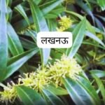 लखनऊ28अक्टूबर25*बड़ी आंत के कैंसर के इलाज के क्षेत्र में नई दिशा मिल सकती है..