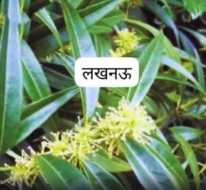 लखनऊ28अक्टूबर25*बड़ी आंत के कैंसर के इलाज के क्षेत्र में नई दिशा मिल सकती है.. लखनऊ28अक्टूबर25*बड़ी आंत के कैंसर के इलाज के क्षेत्र में नई दिशा मिल सकती है..
