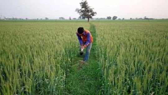 नई दिल्ली1अक्टूबर25*दीवाली से पहले किसानों को बड़ा तोहफा, सरकार ने बढ़ाया गेहूं का MSP रेट* नई दिल्ली1अक्टूबर25*दीवाली से पहले किसानों को बड़ा तोहफा, सरकार ने बढ़ाया गेहूं का MSP रेट*