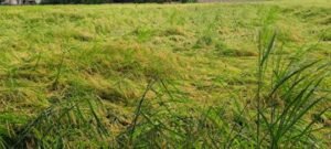 कौशाम्बी4अक्टूबर25*बेमौसम बारिश से किसानों की आंखों में आंसू मेहनत पर फिरा पानी*