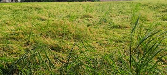 कौशाम्बी4अक्टूबर25*बेमौसम बारिश से किसानों की आंखों में आंसू मेहनत पर फिरा पानी*