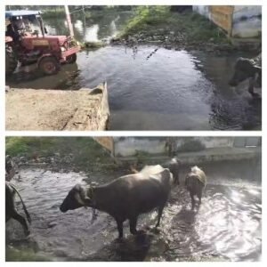 मथुरा10अक्टूबर25*पानी का निकास न होने के कारण बारिश होने पर हो रहा जल भराव। मथुरा10अक्टूबर25*पानी का निकास न होने के कारण बारिश होने पर हो रहा जल भराव।