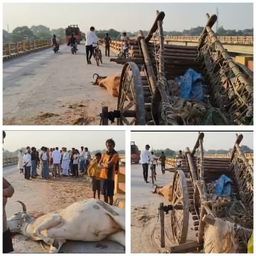 बाँदा12अक्टूबर25*अज्ञात वाहन की टक्कर से बैलगाड़ी में मारी टक्कर बैल की मौत बैल चालक गंभीर रूप से घायल