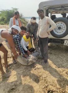 फतेहपुर14अक्टूबर25*निचली गंगा नहर में मगरमच्छ को देख मचा हड़कंप