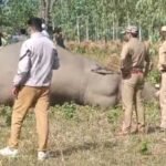 सहारनपुर25अक्टूबर25*सुंदरपुर क्षेत्र में हाथी की संदिग्ध परिस्थितियों में मौत, जांच में जुटा वन विभाग*