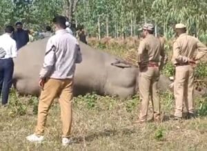 सहारनपुर25अक्टूबर25*सुंदरपुर क्षेत्र में हाथी की संदिग्ध परिस्थितियों में मौत, जांच में जुटा वन विभाग* सहारनपुर25अक्टूबर25*सुंदरपुर क्षेत्र में हाथी की संदिग्ध परिस्थितियों में मौत, जांच में जुटा वन विभाग*