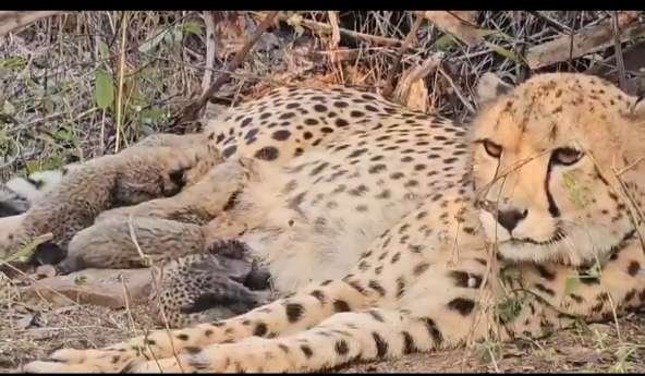 भोपाल 20/11/25भारत में जन्मी 33 महीने की पहली मादा चीता मुखी ने कूनो राष्ट्रीय उद्यान (मध्यप्रदेश) में 5 शावकों को जन्म दिया है