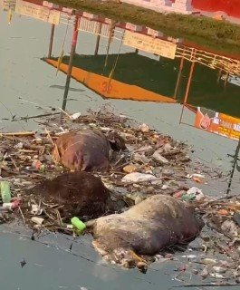 कानपुर नगर २९ नवंबर २५ * त्योहार बाद की “कड़वी हकीकत” उजागर!