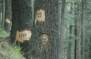 देहरादून 8दिसम्बर 25*देवदार के करीब 7 हजार पेड़ काटे जाने हैं जिसका अब विरोध हुआ शुरू।*