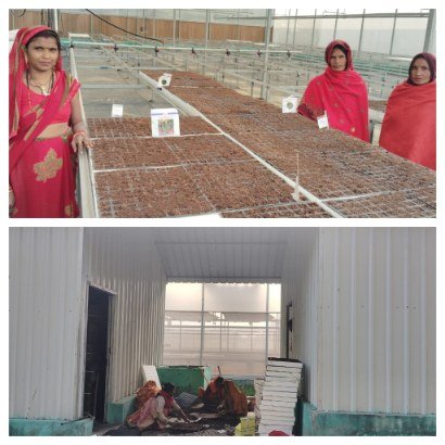 कानपुर देहात 20 दिसंबर 2025**हाईटेक नर्सरी में गर्मी की सब्जी वेहन तैयार करायें किसान भाई*