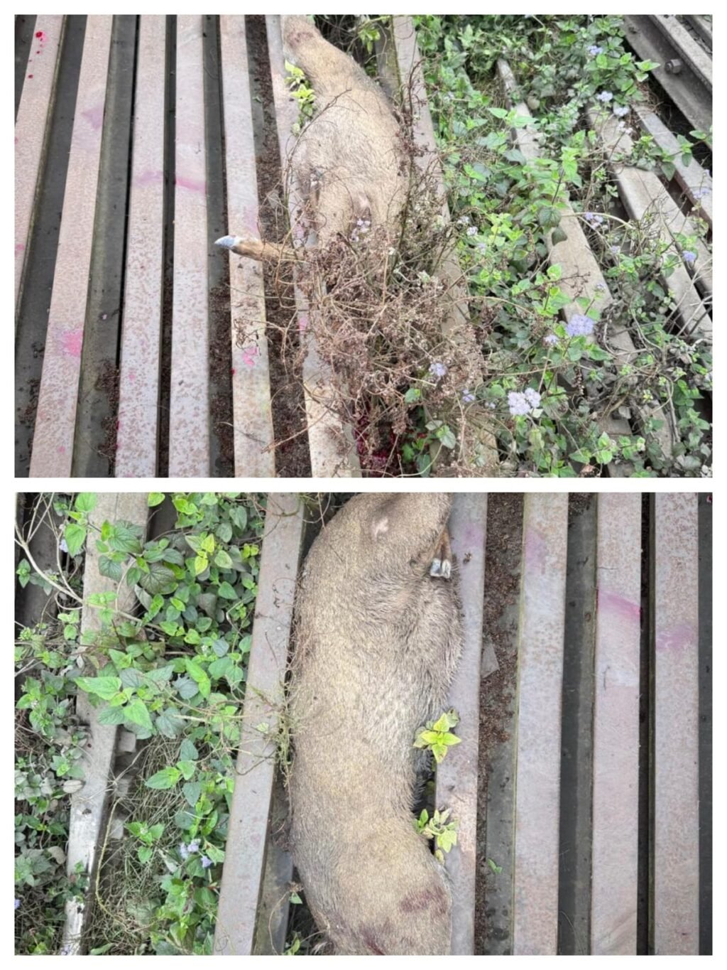 लखीमपुर २६ दिसंबर २५ *  एक पांडा रेलवे पटरी में  फंसा पांडा। ..