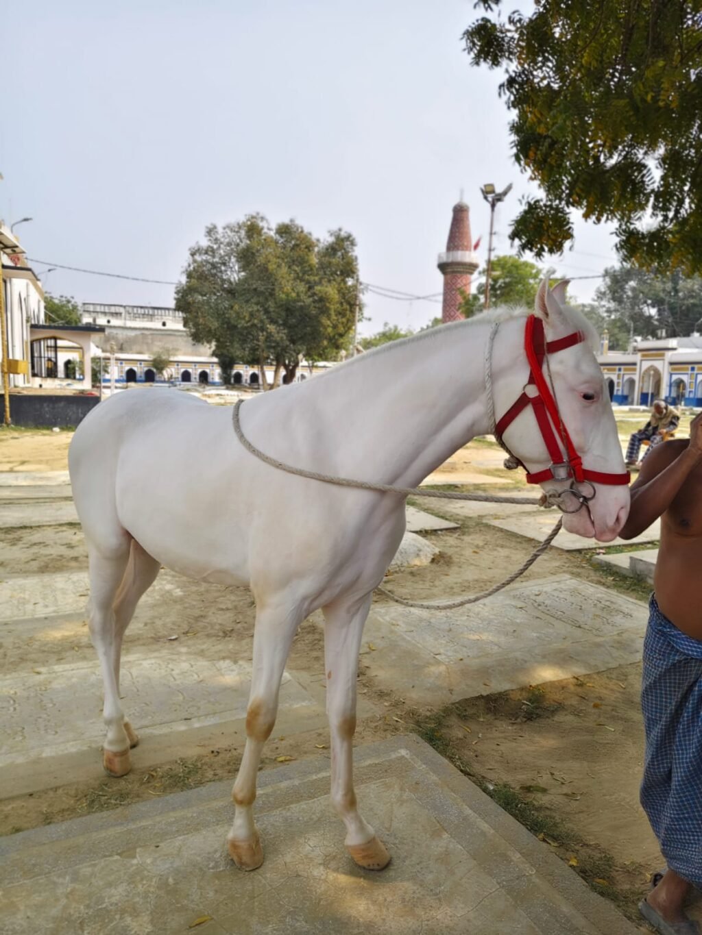 लखनऊ २९ दिसंबर २५ * कर्बला तालकटोरा से चोरी हुआ कीमती ज़ुल्जना सुरक्षित मिला। .