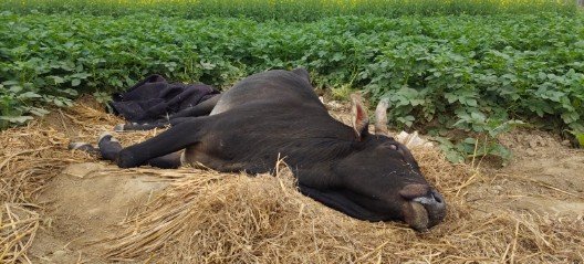 कौशाम्बी 9 जनवरी 26*पशु चिकित्सा मोबाइल एंबुलेंस सेवा विलुप्त होने से पशुओं को नहीं मिल रहा इलाज* कौशाम्बी 9 जनवरी 26*पशु चिकित्सा मोबाइल एंबुलेंस सेवा विलुप्त होने से पशुओं को नहीं मिल रहा इलाज*