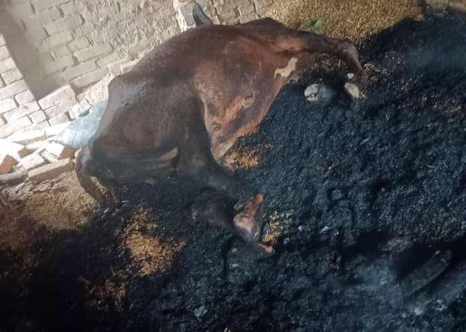 कौशाम्बी 9 जनवरी 26**पशुबाड़ा में लगी आग तीन पशुओं की जलकर मौत*