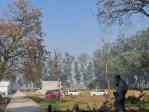 लखीमपुर खीरी 21 जनवरी 26 * राजकीय पौधशाला में सैकड़ों पेड़ों की नीलामी। ..