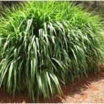 कानपुर देहात 20 फरवरी 2026*नैपियर घास का सीड बैंक स्थापित करने की तैयारी*