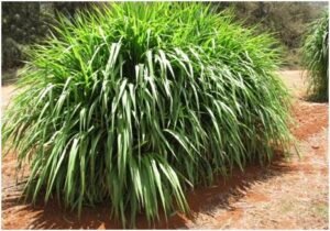 कानपुर देहात 20 फरवरी 2026*नैपियर घास का सीड बैंक स्थापित करने की तैयारी*