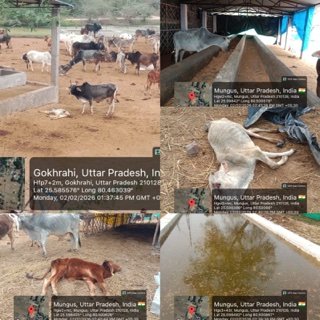 बाँदा २ फ़रवरी २६*तिंदवारी ब्लाक के अंतर्गत अधिकतर गौशाला में गोवंश भूख के कारण और इलाज के अभाव में दम तोड़ रहा है*