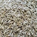 मध्य प्रदेश 1 फ़रवरी  26 * ग्वालियर पुलिस ने पकड़ा नकली जीरा। ..