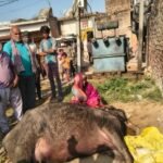 कौशाम्बी 5मार्च 26*विजली विभाग की लापरवाही से फिर एक भैंस की मौत*