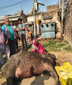 कौशाम्बी 5मार्च 26*विजली विभाग की लापरवाही से फिर एक भैंस की मौत*