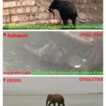 औरंगाबाद 15 मार्च 26*पलामू से आए गजराज का औरंगाबाद जिला में दर्दनाक अंत: 11000 वोल्ट के झूलते तारों की चपेट में आने से हाथी की मौत*