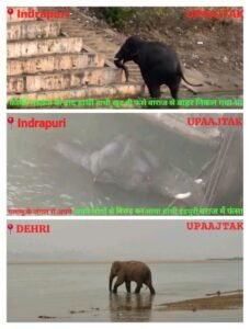 औरंगाबाद 15 मार्च 26*पलामू से आए गजराज का औरंगाबाद जिला में दर्दनाक अंत: 11000 वोल्ट के झूलते तारों की चपेट में आने से हाथी की मौत*