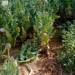 बाड़मेर19 मार्च 26*अरंडी की खेती के बीच अफीम की खेती पुलिस ने 340 अफीम के पौधे किए बरामद,*