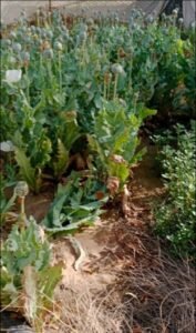 बाड़मेर19 मार्च 26*अरंडी की खेती के बीच अफीम की खेती पुलिस ने 340 अफीम के पौधे किए बरामद,*