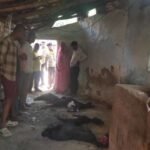 बांदा24मार्च 26*में बकरियों की मौत, परिजनों में शोक*