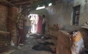 बांदा24मार्च 26*में बकरियों की मौत, परिजनों में शोक*