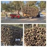 मुजफ्फरनगर 12 फ़रवरी 26*हरे-भरे आम के पेड़ों पर चल रही आरी, चरथावल की लक्कड मंडी में धड़ल्ले से पहुंच रही आम की लकड़ी*