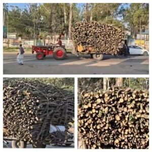 मुजफ्फरनगर 12 फ़रवरी 26*हरे-भरे आम के पेड़ों पर चल रही आरी, चरथावल की लक्कड मंडी में धड़ल्ले से पहुंच रही आम की लकड़ी*