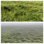 सादुलपुर  हरियाणा 18 मार्च 26*क्षेत्र में असमय आंधी-बारिश से तबाही, कटी फसल उड़ी