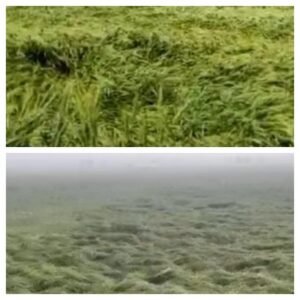 सादुलपुर  हरियाणा 18 मार्च 26*क्षेत्र में असमय आंधी-बारिश से तबाही, कटी फसल उड़ी