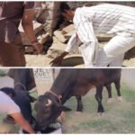 जोधपुर ११ मार्च २६ * बेजुबान पशु-पक्षियों की प्यास बुझाने का संकल्प, परिवार के सहयोग से सेवा का अनूठा अभियान