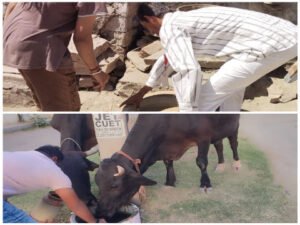 जोधपुर ११ मार्च २६ * बेजुबान पशु-पक्षियों की प्यास बुझाने का संकल्प, परिवार के सहयोग से सेवा का अनूठा अभियान