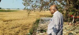 कानपुर नगर ग्रामीण 6 अप्रैल 26*बेमौसम बारिश से फसल क्षति का जिलाधिकारी ने किया स्थलीय निरीक्षण