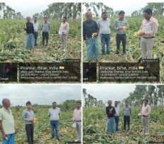 पूर्णिया बिहार 29 अप्रैल 26 ओलावृष्टि से तबाही: अनुदान सिर्फ असली किसानों को, DAO का दौरा