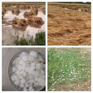 बांदा5अप्रैल26*तिंदवारी में ओलावृष्टि से फसलों का भारी नुकसान, खेतों में बिछी बर्फ जैसी चादर*