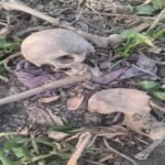कानपुर नगर26मई26*मानव कंकाल मिलने से ग्रामीणों में दहशत,पानी सूखने पर बाहर आया मानव कंकाल, मचा हड़कंप