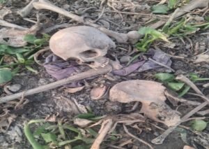 कानपुर नगर26मई26*मानव कंकाल मिलने से ग्रामीणों में दहशत,पानी सूखने पर बाहर आया मानव कंकाल, मचा हड़कंप