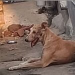 डेहरी रोहतास27मई26* वार्ड 23 में आवारा कुत्तों का आतंक, मासूम बच्चे शिकार