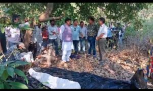 नैनीताल1मई26* टांडा रेंज के जंगल में हाथी के हमले से बुजुर्ग महिला की मौत, 72 घंटे में तीसरी मौत, 