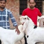 हरदोई २७ मई २६ * कुर्बानी से पहले तपने लगे बकरे…106 डिग्री तक बुखार,बकरीद पर विशेष सावधानी: गर्मी और बीमारी से प्रभावित बकरों की कुर्बानी से बचें