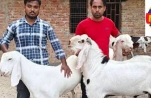 हरदोई २७ मई २६ * कुर्बानी से पहले तपने लगे बकरे...106 डिग्री तक बुखार,बकरीद पर विशेष सावधानी: गर्मी और बीमारी से प्रभावित बकरों की कुर्बानी से बचें