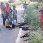 हरदोई24जून2026*हरदोई में तेज रफ्तार वाहन का कहर:, किसान के 4 बकरों की मौत, चालक फरार